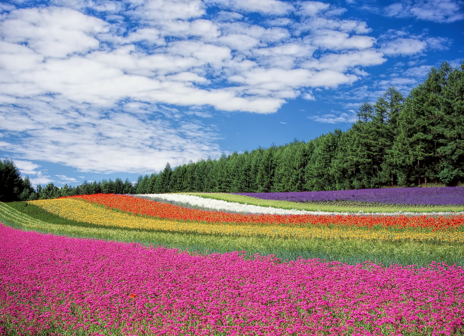 flower field 250016 1920